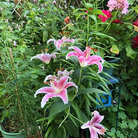B&B Jardin-2